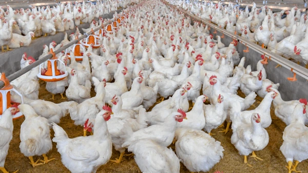 Peluang Bisnis Ayam Potong: Strategi Sukses dan Analisis Keuntungan
