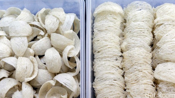 Peluang dan Tantangan dalam Bisnis Sarang Walet